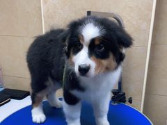 -佳雯宠物医院·皮肤科·内外科(春晓路分院)