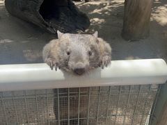 -费瑟代尔野生动物园