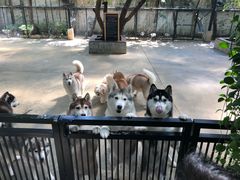 -TrueLove @ Neverland (Husky Cafe)