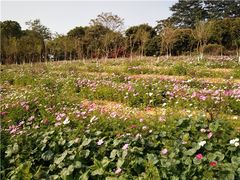-松山湖南湖湾露营营地