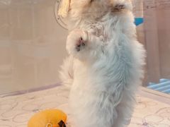 -翊宠yipet猫狗购宠庄园犬舍•猫舍