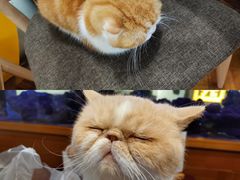 -喵园·猫主题咖啡厅·撸猫·猫咖(国贸店)