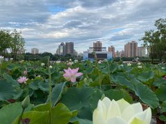 -莲花池公园