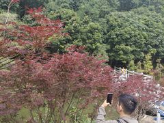-广州市帽峰山景区