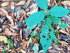 -广州白江湖森林公园