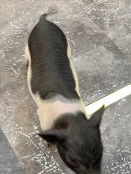 点击看大图 -神奇动物撸宠馆·羊驼·小浣熊·异宠(豫园店)