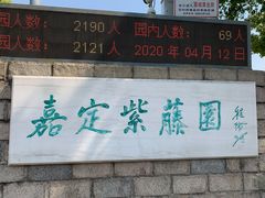 -嘉定紫藤园