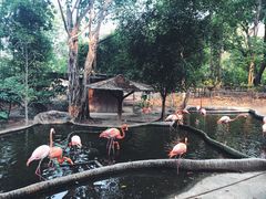 -清迈夜间动物园