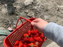 -喜杨洋草莓采摘园