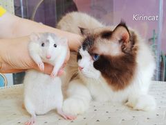 -70cat德文卷毛猫·缅因猫纯种猫舍