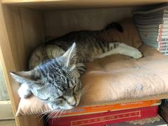 -海边的猫和咖啡馆