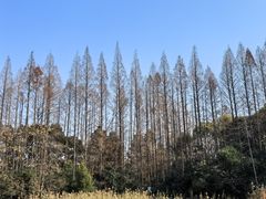 -泰州凤城河风景区-泰山公园