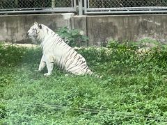 -上海野生动物园