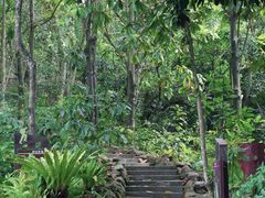 -深圳仙湖植物园