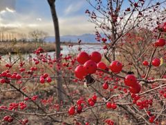 -野鸭湖国家湿地公园