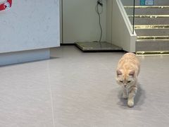 -瑞派动物医院·猫专科·至诚(江南中分院)