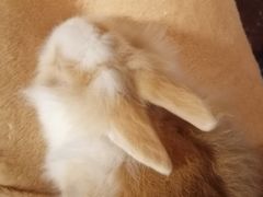 -猫猫幼稚园·撸猫·桌游·电玩