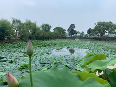 -无锡蠡湖国家湿地公园-蠡园
