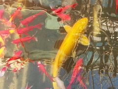 -聚缘堂·海鲜私房菜(松岭路店)