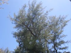 -鹅銮鼻公园