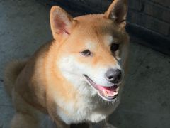 -柴犬高等学院·狗咖·柴犬售卖·宠物训练