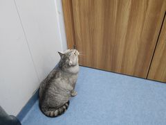 -博特宠物医院24h犬猫全科.骨科·异宠