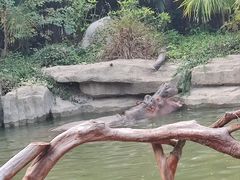 -上海野生动物园