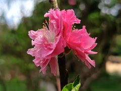 -桃花涧
