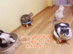 -Meowの猫咖(万家丽店)