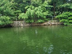 -广东茂名森林公园