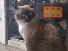 -猫咪博物馆(顶澳仔猫街店)