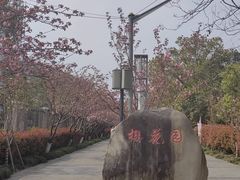 -高东镇樱花园