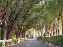 -长白岛森林公园