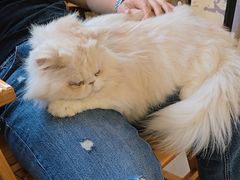 -豆逗聊愈猫阁Easy Life