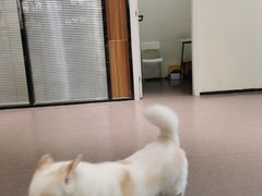 -御宝贝24h宠物医院·转诊中心·CT核磁血透中心(厦门总院)