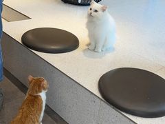 -飞行喵MR PILOT|猫舍·猫咖(静安大融城店)