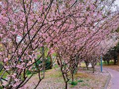 -蜀冈西峰生态公园