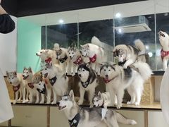 -Husky Go! 哈士奇体验馆·宠物咖啡厅狗咖