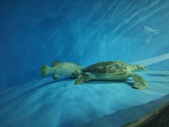 -北戴河圣蓝海洋公园