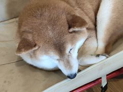 -小时光咖啡馆(开森度假森林店)