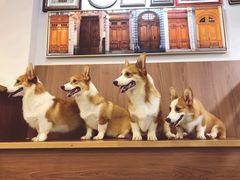 -柯斗斗主题餐厅·狗咖·围炉煮茶·茶饮(国瑞升平里店)