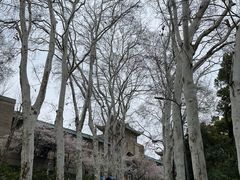-武汉大学-樱园