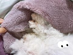 -瑞派宠物医院(搏威敦和院)