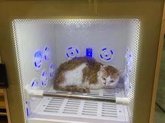 -PETKIT小佩宠物·低压洗护(国顺东路店)