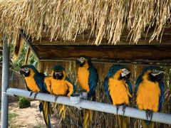 -西霞口神雕山野生动物世界