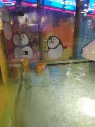 -七巧国萌宠乐园(龙湖天街店)