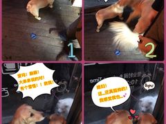 -百好乐宠物友好餐厅(朝外大街店)