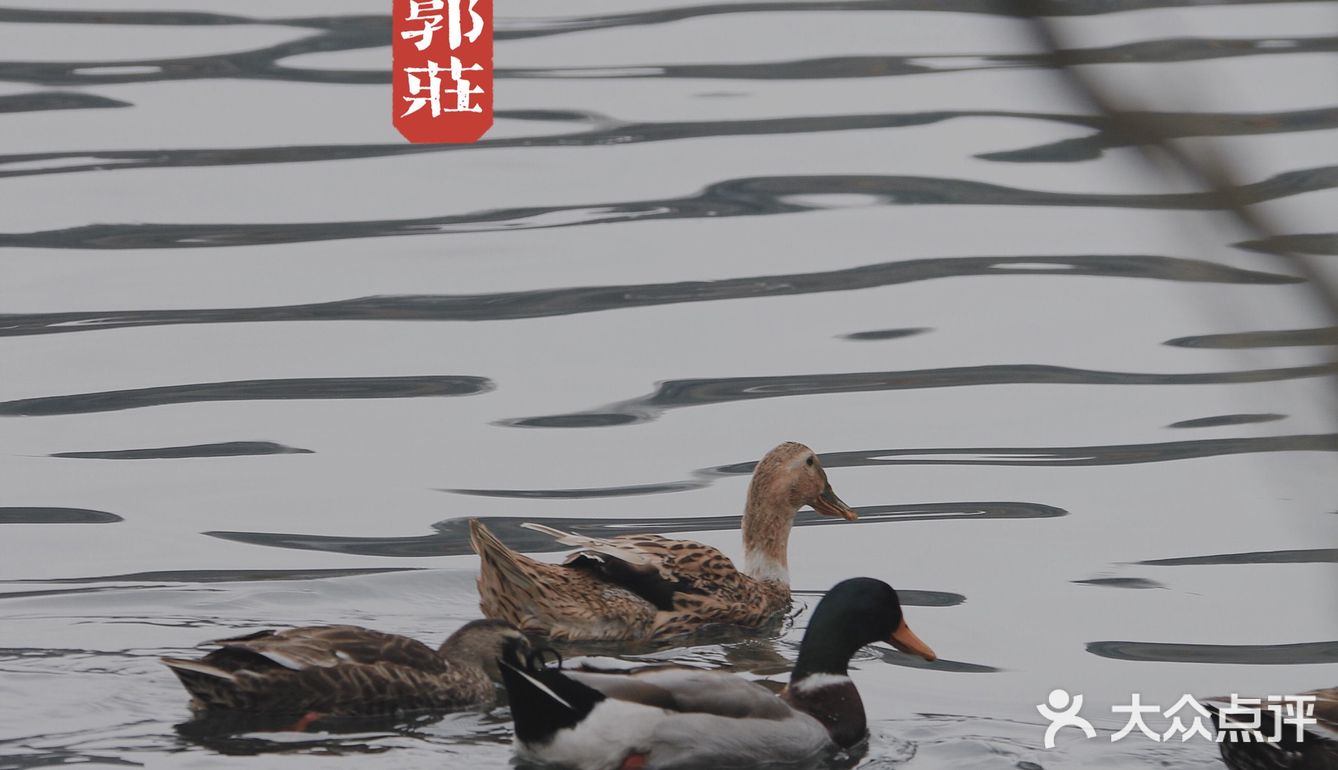 端友别墅🏡莫说杭州无园林！