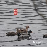 端友别墅🏡莫说杭州无园林！