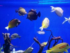 -烟台海昌鲸鲨海洋公园